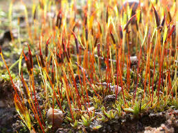 Attēlu rezultāti vaicājumam “Aloina rigida”