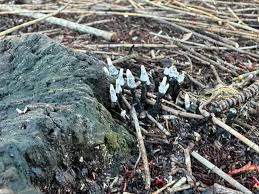 Attēlu rezultāti vaicājumam “Amaurochaete atra spores”