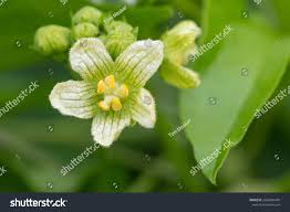 Attēlu rezultāti vaicājumam “Bryonia alba flower”