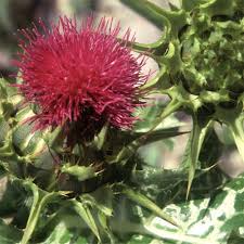 Attēlu rezultāti vaicājumam “Silybum marianum fruit”