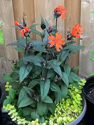 Attēlu rezultāti vaicājumam “Silene x arkwrightii Vesuvius flower”