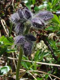 Attēlu rezultāti vaicājumam “Polemonium caeruleum bud”