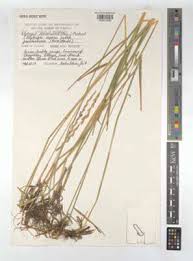 Attēlu rezultāti vaicājumam “Elymus caninus”