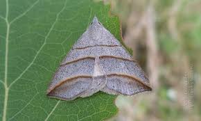 Attēlu rezultāti vaicājumam “Colobochyla salicalis”