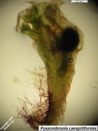 Attēlu rezultāti vaicājumam “Fossombronia wondraczekii sporophyte”