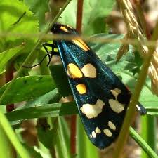 Attēlu rezultāti vaicājumam “Callimorpha dominula”