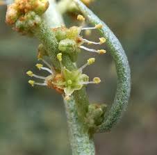 Attēlu rezultāti vaicājumam “Atriplex calotheca flower”