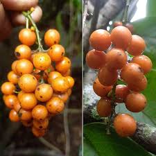 Attēlu rezultāti vaicājumam “Carex acuta fruit”