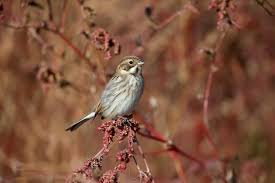 Attēlu rezultāti vaicājumam “Emberiza schoeniclus male”