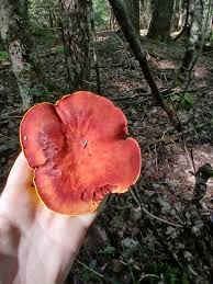 Attēlu rezultāti vaicājumam “Cribraria argillacea stalked”