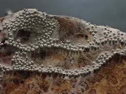 Attēlu rezultāti vaicājumam “Diderma subincarnatum plasmodium”