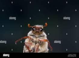 Attēlu rezultāti vaicājumam “Amphimallon solstitiale imago”