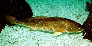 Image result for Sciaenops ocellatus