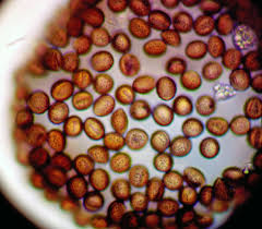 Attēlu rezultāti vaicājumam “Lycogala fuscoolearium young”