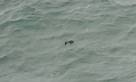 Missing AirAsia flight QZ8501: airline confirms debris in Java Sea.