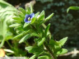 Attēlu rezultāti vaicājumam “Veronica arvensis”