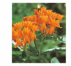 Attēlu rezultāti vaicājumam “Erysimum hieracifolium fruit”