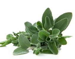 Image result for Salvie