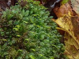 Attēlu rezultāti vaicājumam “Fissidens”