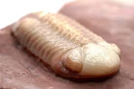 Attēlu rezultāti vaicājumam “Laccognathus panderi”