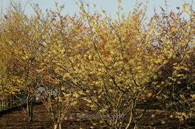 Attēlu rezultāti vaicājumam “Hamamelis mollis”