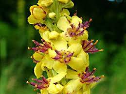 Attēlu rezultāti vaicājumam “Verbascum nigrum leaf”