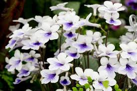 Image result for Streptocarpus