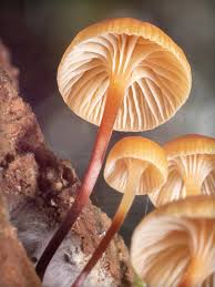 Attēlu rezultāti vaicājumam “Xeromphalina campanella”