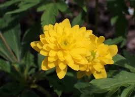 Attēlu rezultāti vaicājumam “Anemone ranunculoides flower”