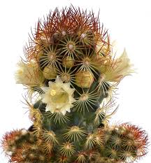 Attēlu rezultāti vaicājumam “Dienerella elongata”