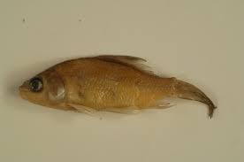 Image result for Ictiobus bubalus