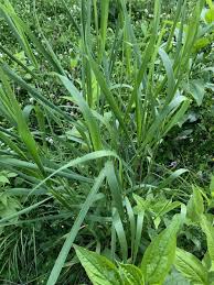 Attēlu rezultāti vaicājumam “Phalaroides arundinacea”