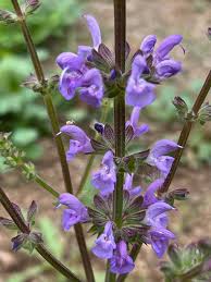 Attēlu rezultāti vaicājumam “Alchemilla vulgaris aggr. flower”