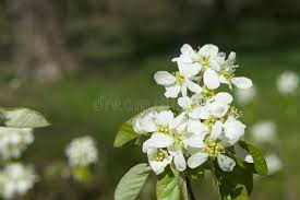 Attēlu rezultāti vaicājumam “Amelanchier spicata flower”