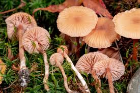 Attēlu rezultāti vaicājumam “Stemonitopsis subcaespitosa macro”