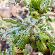 Attēlu rezultāti vaicājumam “Senecio vulgaris flower”