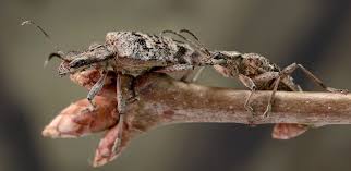 Attēlu rezultāti vaicājumam “Rhagium inquisitor”