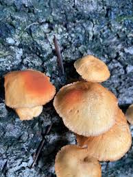 Attēlu rezultāti vaicājumam “Gymnopilus sapineus”
