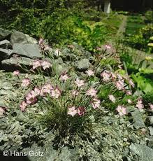 Image result for Steinnelke