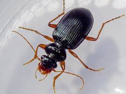 Attēlu rezultāti vaicājumam “Leistus terminatus”