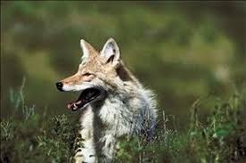 Image result for Hartlepool Coyotes