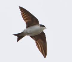 Attēlu rezultāti vaicājumam “Delichon urbicum”