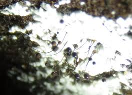 Attēlu rezultāti vaicājumam “Comatricha nigra spores”