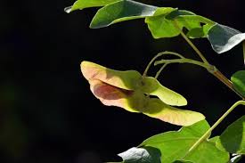 Attēlu rezultāti vaicājumam “Acer campestre fruit”