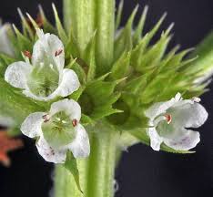 Attēlu rezultāti vaicājumam “Lycopus europaeus flower”
