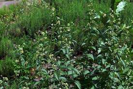 Attēlu rezultāti vaicājumam “Vincetoxicum hirundinaria fruit”