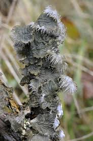 Attēlu rezultāti vaicājumam “Peltigera canina”