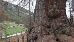 Image result for selvatici tehron