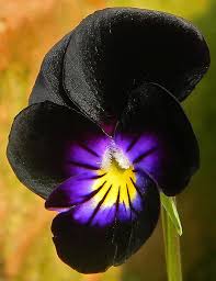 Attēlu rezultāti vaicājumam “Geranium bohemicum flower”
