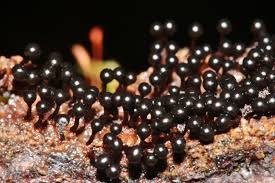 Attēlu rezultāti vaicājumam “Metatrichia floriformis”